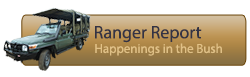 Read our Rangers Report