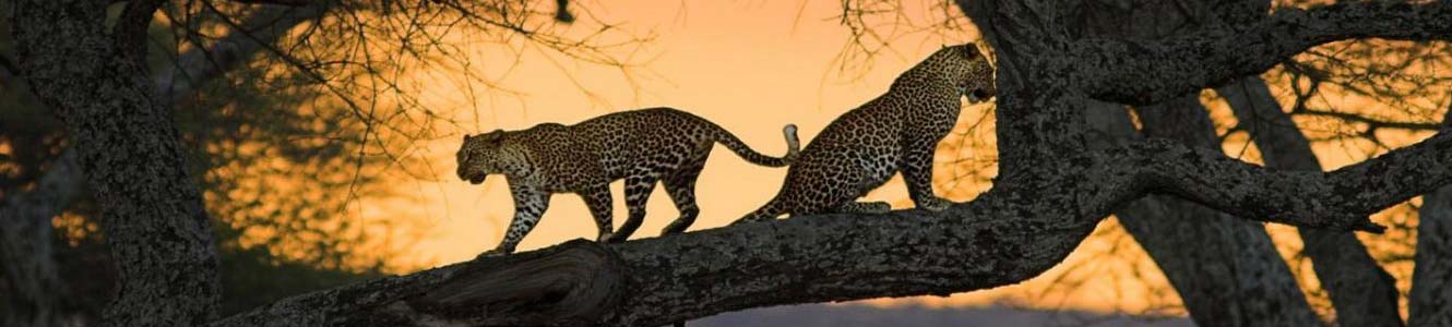 Leopard Lodge | Zambia | Kafue National Park | Game Viewing